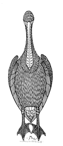 Hnizdovsky Pelican